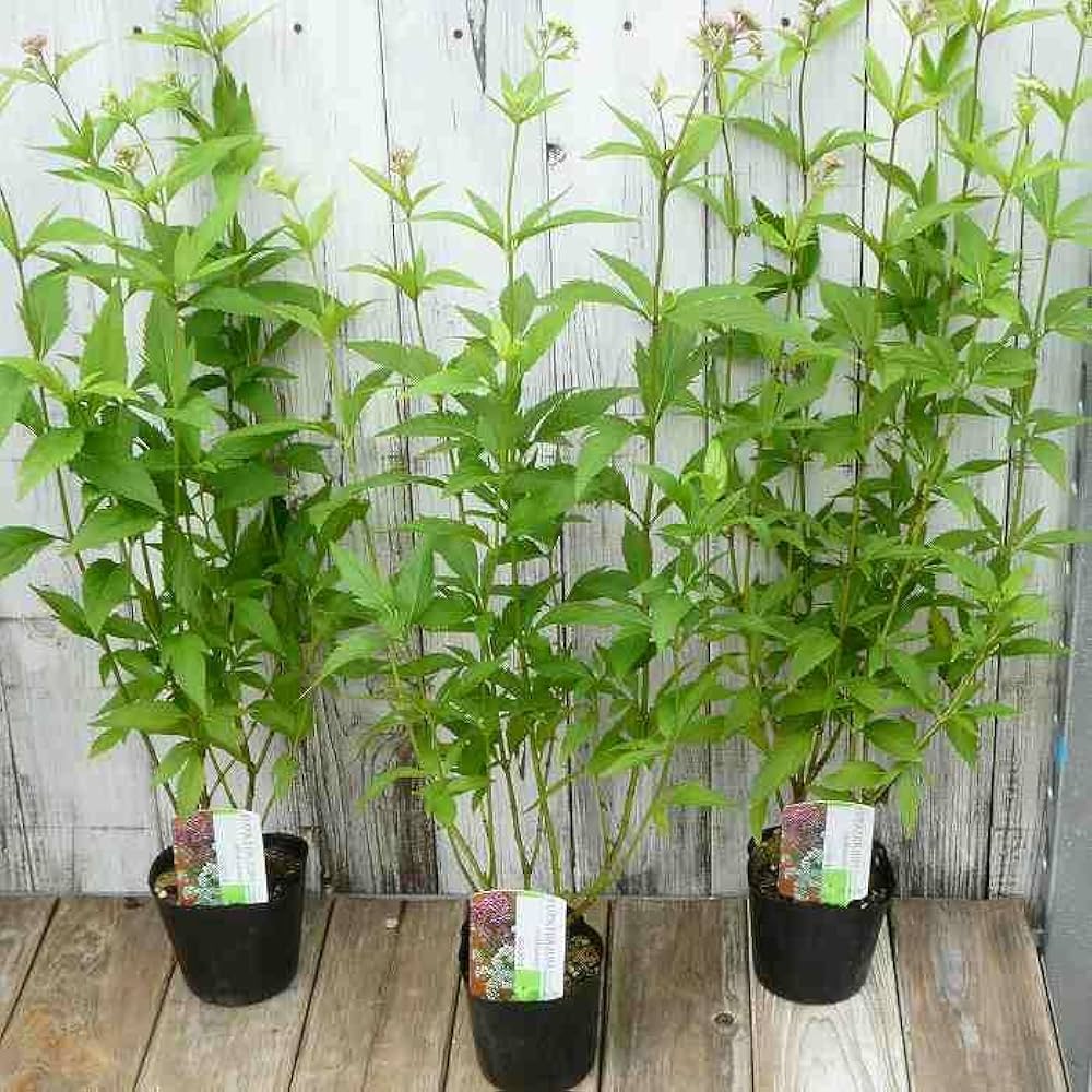 山野草 藤袴ガチャ⑨ 白いフジバカマ 抜き苗 Amazon | フジバカマ 苗 赤白寄せ植え 藤袴 3号 山野草 宿根草